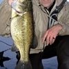 Dan Morey Largemouth  Bass