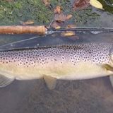 24" Wild Brown on Spring Creek, Pa.