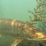 MUSKIE