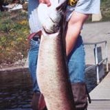 Allegheny River muskie