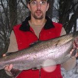 31" 11 lb. steelhead