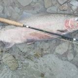 Elk Steelhead.jpg