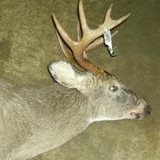 side view of my first archery buck.jpg