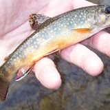 Wild Brookie2.jpg