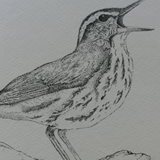 louisianawaterthrush.jpg