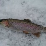 2nd Trout of the Season.jpg