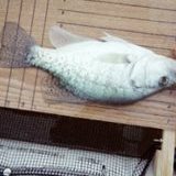 Citation Crappie.JPG