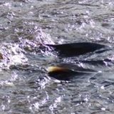 salmon spawning NOV 2007.JPG