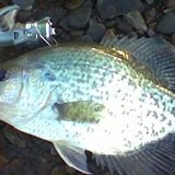 15crappie.jpg