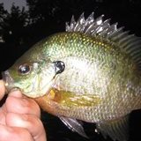 bluegill.jpg