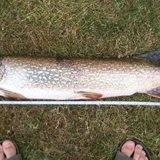 35in pike from yak.jpg