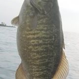 walnut smallmouth 2.jpg