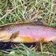 Stream Bred Brown Trout. 7 Pounds