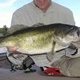 Dan Morey Largemouth Bass