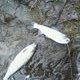 two trout caught @ same time on one rod 