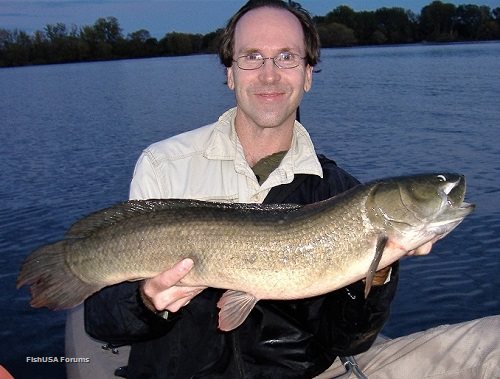 world record bowfin
